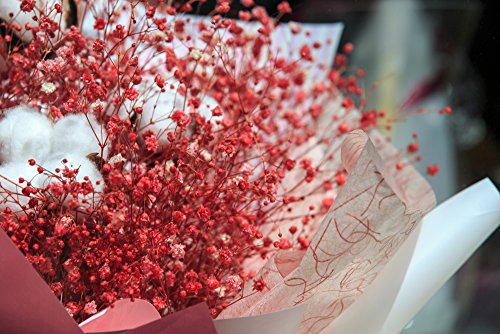 Schleierkraut rot 50 Samen (Gypsophila Elegans Crimson) von Grow Your Secret Garden