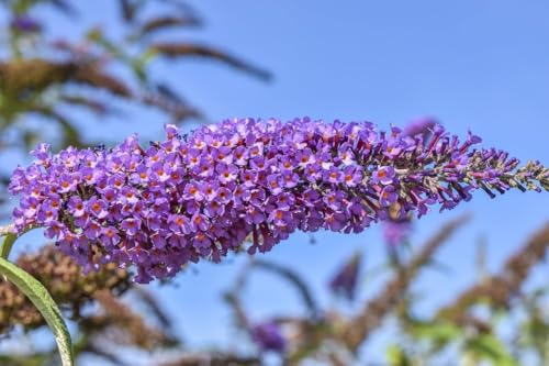Schmetterlingsflieder, Buddleia davidii - frosthart, violet von Grow Your Secret Garden