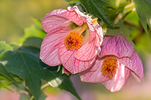 Schönmalve 20 Samen, Abutilon Samen -auffallende Schönheit der Blüten von Grow Your Secret Garden