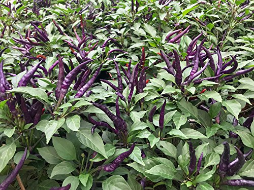 Schwarze Chili 10 Samen von Grow Your Secret Garden