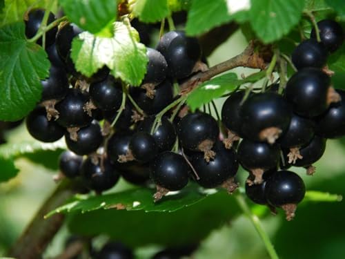 Schwarze Johannisbeere - (Ribes nigrum)- frosthart von Grow Your Secret Garden