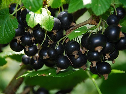 Schwarze Johannisbeere 15 Samen (Ribes nigrum) von Grow Your Secret Garden