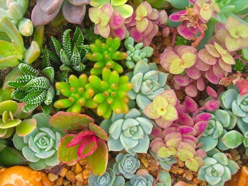 Sedum, Dachbegrünung, 400 Samen Mischung (Sedum Mixed) von Grow Your Secret Garden