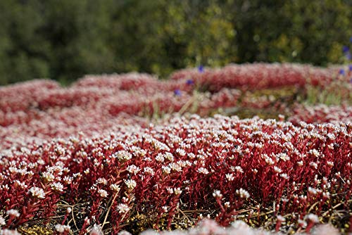 Sedum 50 Samen" Dragon's Blood- Rot"Kaukasische Bodendecker-Fetthenne Samen von Grow Your Secret Garden