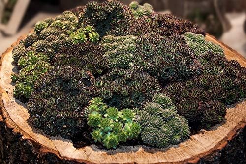 Sedum Stoloniferum 100 Samen, Dachbegrünung - schon erstaunlich von Grow Your Secret Garden