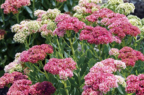 Sedum Ussuriense 'Pink Beacon', Fetthenne 70 Samen, Mauerpfeffer von Grow Your Secret Garden