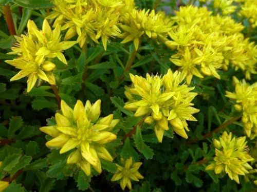 Sedum kamtschaticum - Kamtschatka-Fetthenne, Fetthenne 70 Samen, Mauerpfeffer Sedum kamtschaticum - Kamtschatka-Fetthenne, Fetthenne 70 Samen, Mauerpfeffer von Grow Your Secret Garden