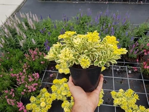 Sedum takesimense 100 Samen, Kaukasische Bodendecker-Fetthenne von Grow Your Secret Garden