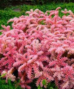 Seestern blume “Sea Star” 20 Samen, Sedum pulchellum, Sedum Sea Star von Grow Your Secret Garden