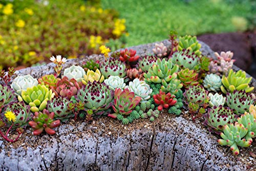 Sempervivum, Hauswurz, Dachwurz Mischung, 50 Samen von Grow Your Secret Garden