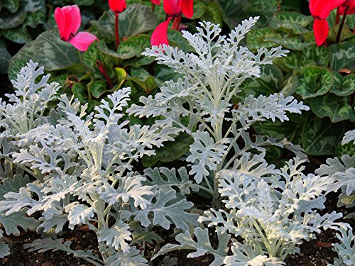 Silber-Greiskraut 50 Samen, Senecio cineraria 'Candicans' (Dusty Miller) von Grow Your Secret Garden