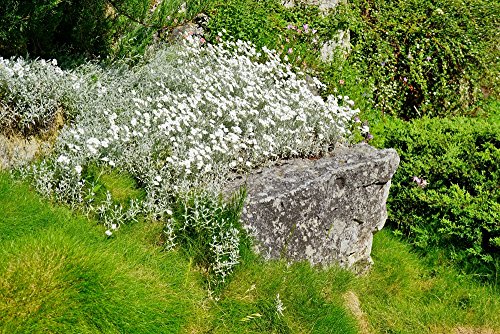 Silber-Hornkraut 250 Samen (Cerastium Tomentosum) Bodendecker-Hornkraut, Filziges Hornkraut von Grow Your Secret Garden