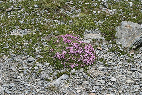 Silene acaulis 30 Samen Stängelloses Leimkraut von Grow Your Secret Garden