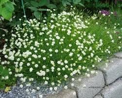 Silene saxifraga, Karst-Leimkraut, Steinbrech-Leimkraut - frosthart, weiss von Grow Your Secret Garden