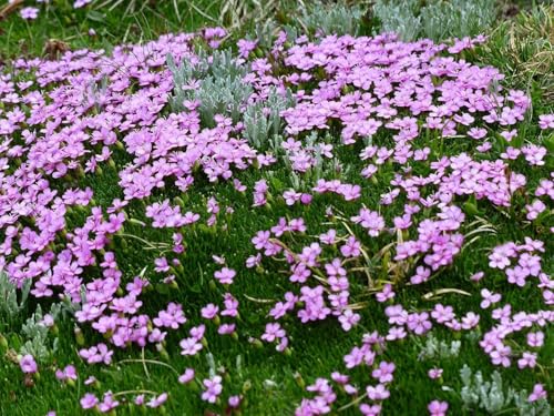 Silene uniflora ‚Compacta‘ – Klippen-Leimkraut - frosthart, rosa von Grow Your Secret Garden