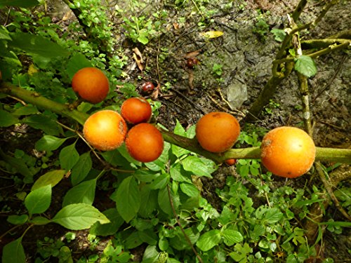 Solanum quitoense 5 Samen (Lulo, Naranjilla,Jurassica) von Grow Your Secret Garden