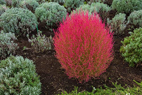 Sommerzypresse 50 samen,"Feuerbusch" Kochia trichophylla, Besenkraut (Burning Bush) von Grow Your Secret Garden