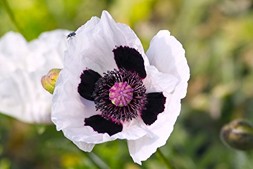 Staudenmohn 50 Samen Papaver orientale Royal Wedding von Grow Your Secret Garden