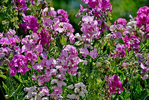 Staudenwicke 10 Samen, Lathyrus latifolius 'Perlenmischung', Winterharte Wicke von Grow Your Secret Garden