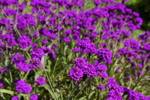 Steifes Eisenkraut 30 Samen (Verbena Rigida), lange Blütezeit von Grow Your Secret Garden