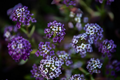 Steinkraut 200 Samen-Alyssum Blau samen von Grow Your Secret Garden