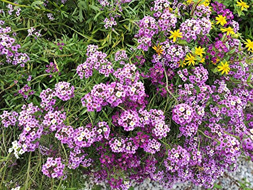 Steinkraut 200 Samen-Alyssum Rosa samen von Grow Your Secret Garden