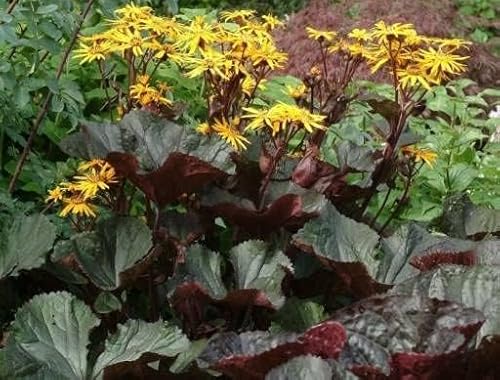 Stern-Goldkolben, Ligularia dentata 'Midnight Lady' - frosthart Stern-Goldkolben, Ligularia dentata 'Midnight Lady' - frosthart von Grow Your Secret Garden