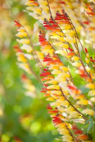 Sternwinde,Spanische Flagge, Ipomoea Mina Lobata - klettern Sternwinde,Spanische Flagge, Ipomoea Mina Lobata - klettern von Grow Your Secret Garden