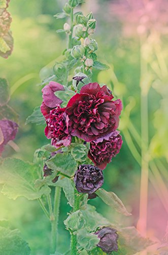 Stockrose Malve gefüllt Stockrosen Malven 20 Samen - ROT von Grow Your Secret Garden