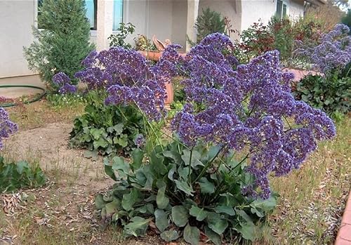 Strandflieder – Limonium perezii 10 Samen von Grow Your Secret Garden