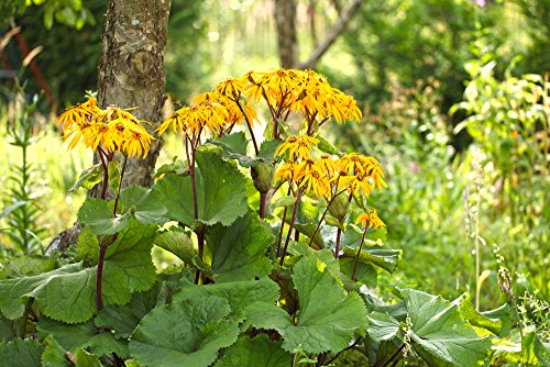 Strauß-Goldkolben 15 Samen (LIGULARIA CLIVORUM 'DESDEMONA') von Grow Your Secret Garden