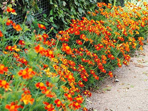 Studentenblumen, Tagetes Tenuifolia 100 Samen ' Tangerine Gem' und 'Lemon Gem' Mischung - 2 Farben in einem Paket von Grow Your Secret Garden