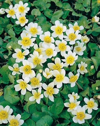 Sumpfdotterblume (Caltha palustris alba) winterhart von Grow Your Secret Garden