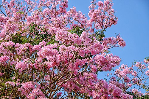 Tabebuia Rosea, Trompeten Rosen Baum 10 Samen von Grow Your Secret Garden