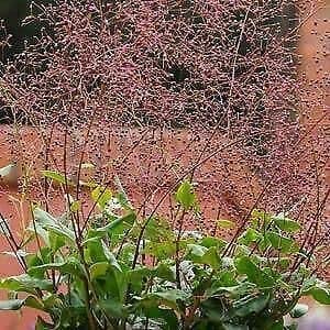 Talinum paniculatum - Erdginseng 30 Samen von Grow Your Secret Garden