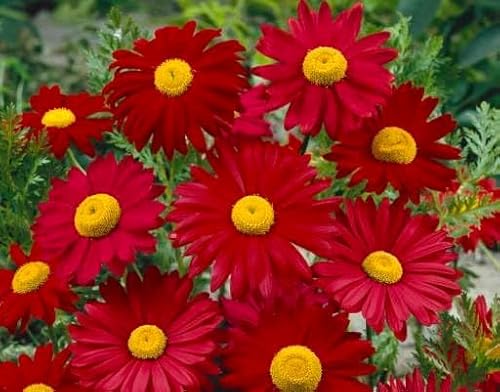 Tanacetum coccineum 'Robinson Rot'', Margerite- frosthart von Grow Your Secret Garden