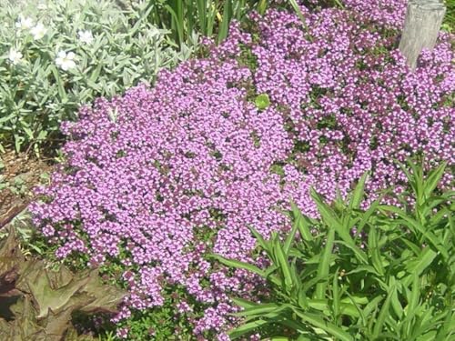 Teppich-Thymian Thymus serpyllum, (Thyme Creeping) frosthart, violett von Grow Your Secret Garden
