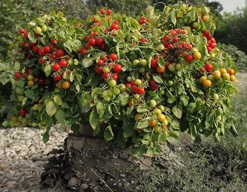 Tomate 'Bajaja' Balkontomate, Busch Tomate 20 Seeds von Grow Your Secret Garden