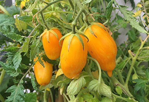 Tomate 'Banana Leggs' 20 Samen von Grow Your Secret Garden