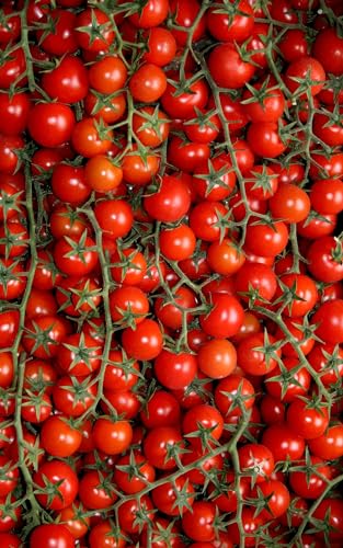 Tomate 'Cerise' 20 Samen, Cherry Tomaten, herrlich süß. von Grow Your Secret Garden