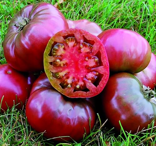 Tomate 'Cherokee Prince' 20 Samen, herrlich süß, Fleischtomate. von Grow Your Secret Garden