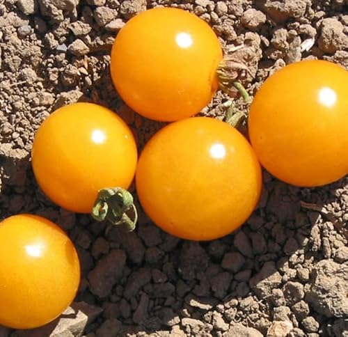 Tomate Mirabell (Gelb), Kirschtomate, Cocktailtomate- Größte Ernte, die Sie je gesehen haben von Grow Your Secret Garden