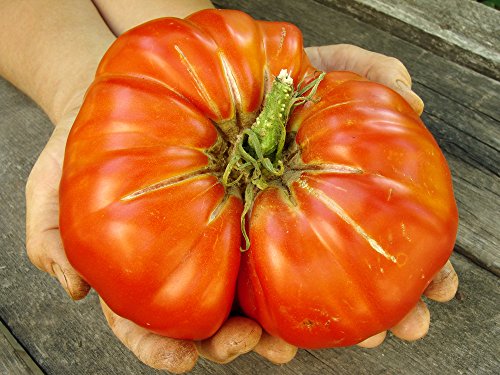 Tomate Omars Lebanese 10 Samen Riesigen Tomaten von Grow Your Secret Garden