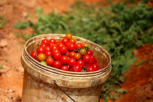 Tomaten 'Sweetie' 20 Samen, Kirchtomaten,Super süß von Grow Your Secret Garden