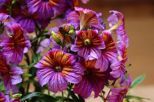 Trompetenzunge - Salpiglossis 100 Samen von Grow Your Secret Garden