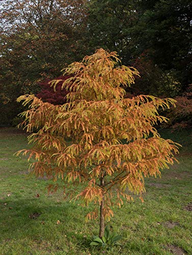 Urwelt Mammutbaum 10 Samen- Metasequoia glyptostroboides- Bonsai/garten von Grow Your Secret Garden