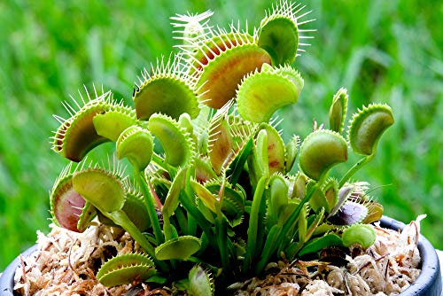 Venusfliegenfalle 10 Samen (Dionaea muscipula) von Grow Your Secret Garden