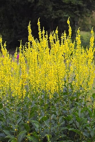 Verbascum nigrum, Schwarze Königskerze, gelb, frosthart Verbascum nigrum, Schwarze Königskerze, gelb, frosthart von Grow Your Secret Garden