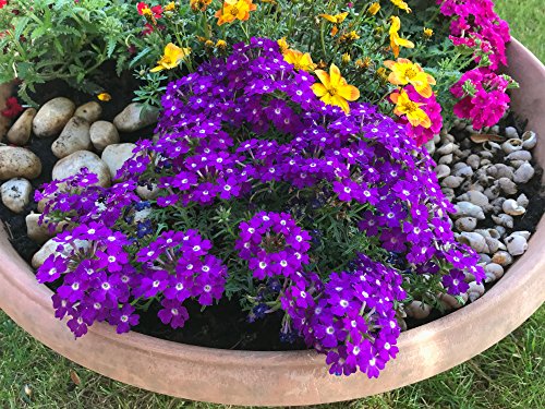 Verbenen 30 Samen ''Profusion Violet",Eisenkraut Samen von Grow Your Secret Garden
