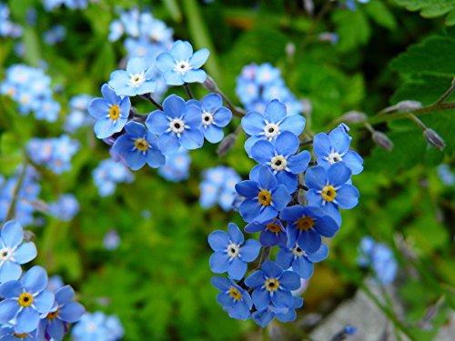 Vergißmeinicht 100 Samen (Myosotis) -Die Spitzensorte 'Indigoblau' von Grow Your Secret Garden